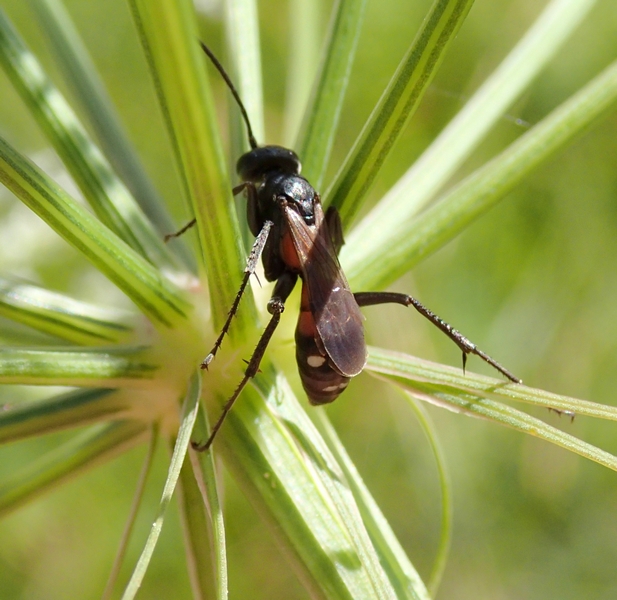 Pompilidae